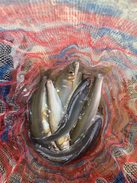 初めての鮎釣り