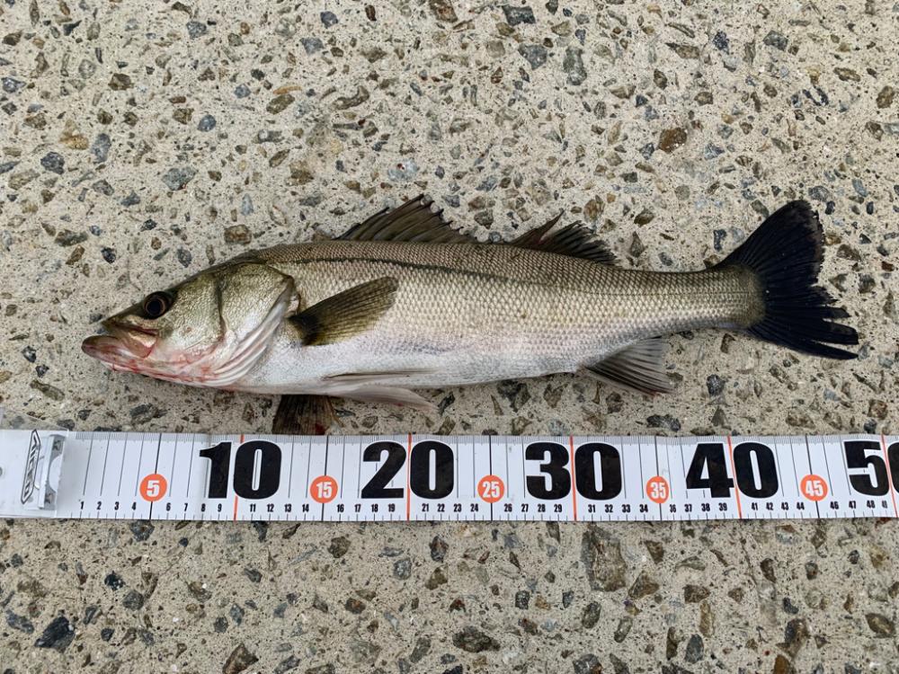 朝マヅメシーバス　3本