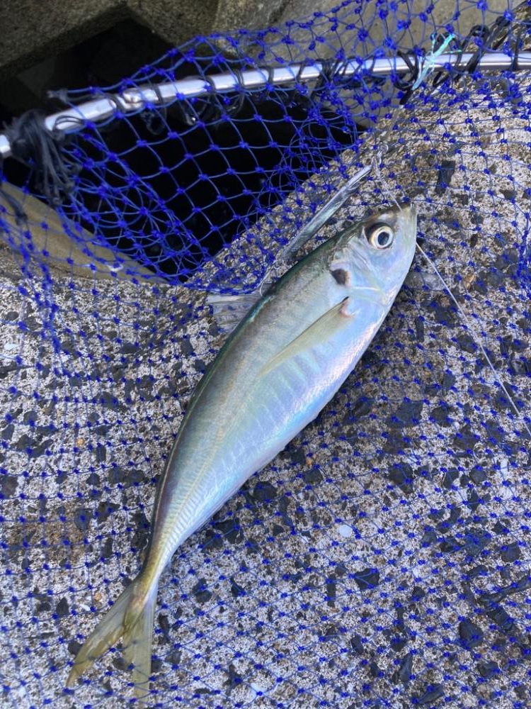 タチウオ、マルアジ