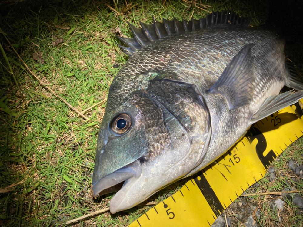 夜のチヌ釣り好調