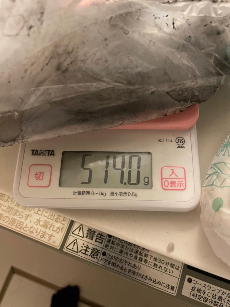 春イカ？釣れました