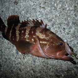 フリーリグでウィード攻略。