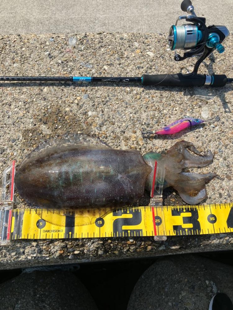 短時間でアオリ2杯GET *\(^o^)/*