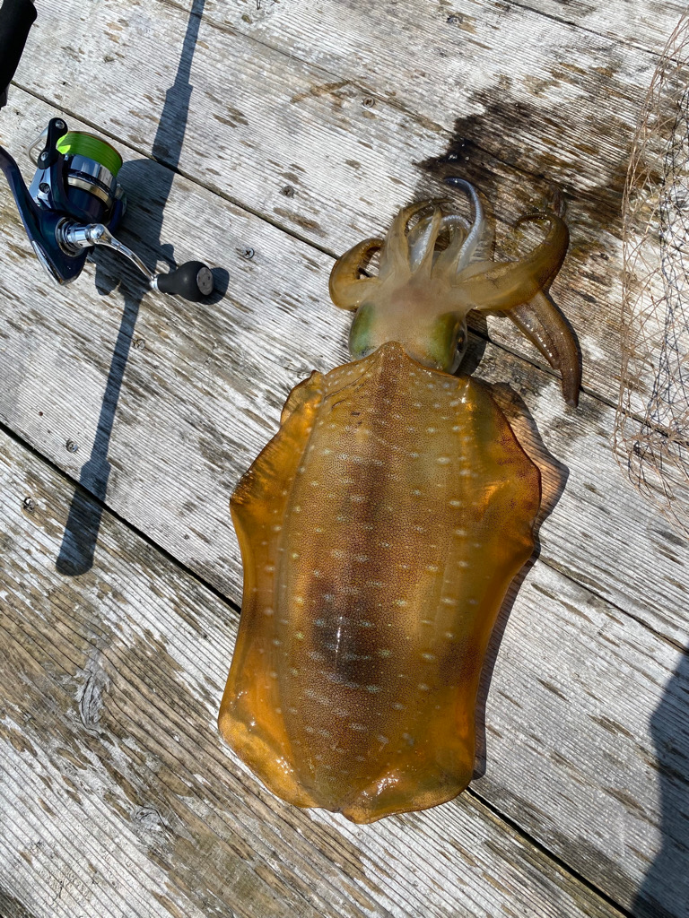 筏でアオリイカキロアップ