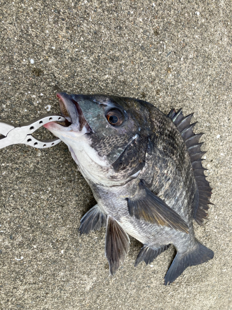 雨上がりのエビ撒きでチヌ活性化