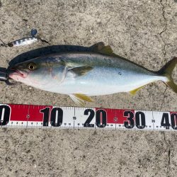 坊主逃れのハマチ