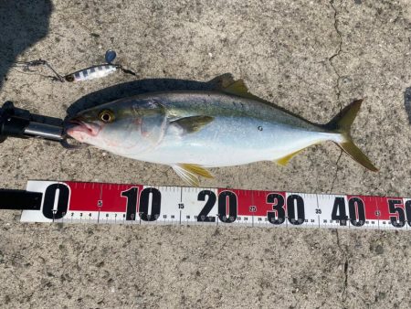 坊主逃れのハマチ