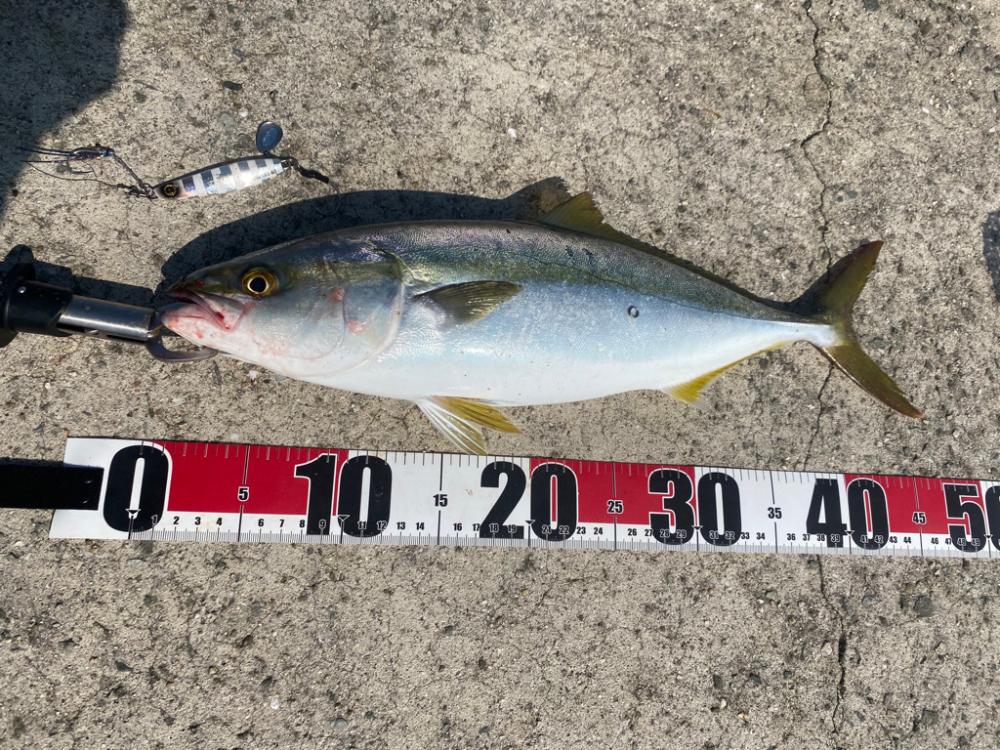 坊主逃れのハマチ