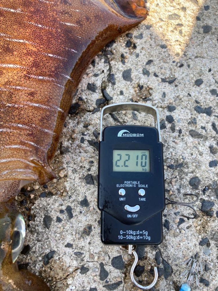 まだまだ釣れるアオリイカ