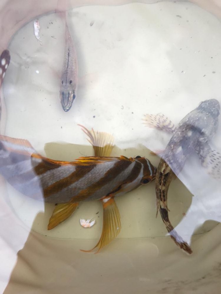 いろんな魚が釣れます♪