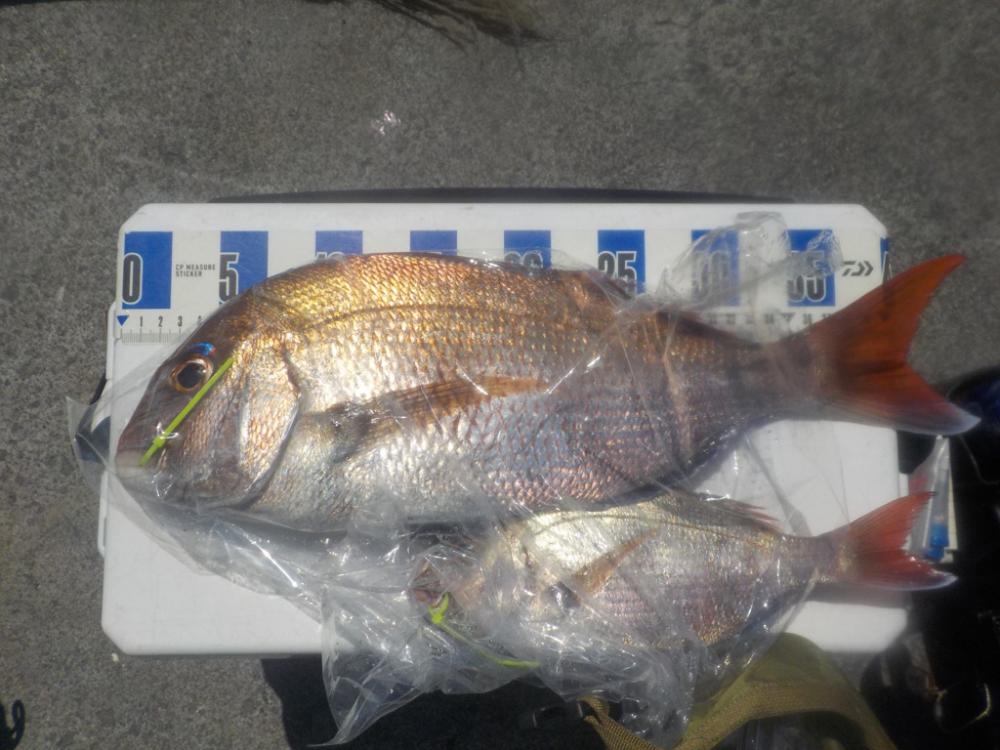 タイラバ4度目の正直