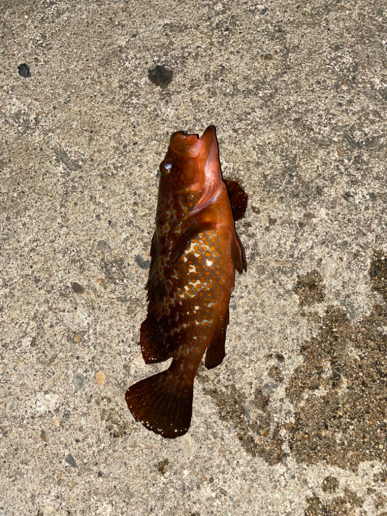 キジハタ カミナリコウイカ