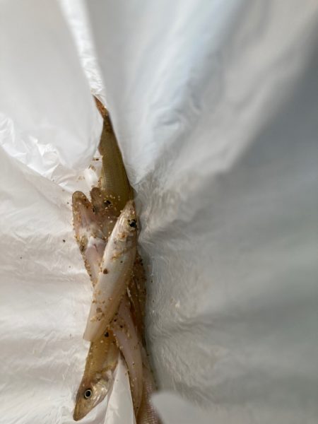 釣りキャンプ終わりに…