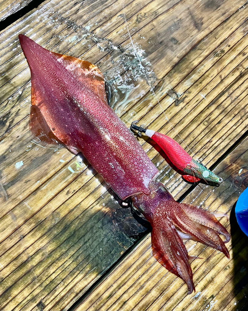 越前沖で大剣狙いのイカメタル