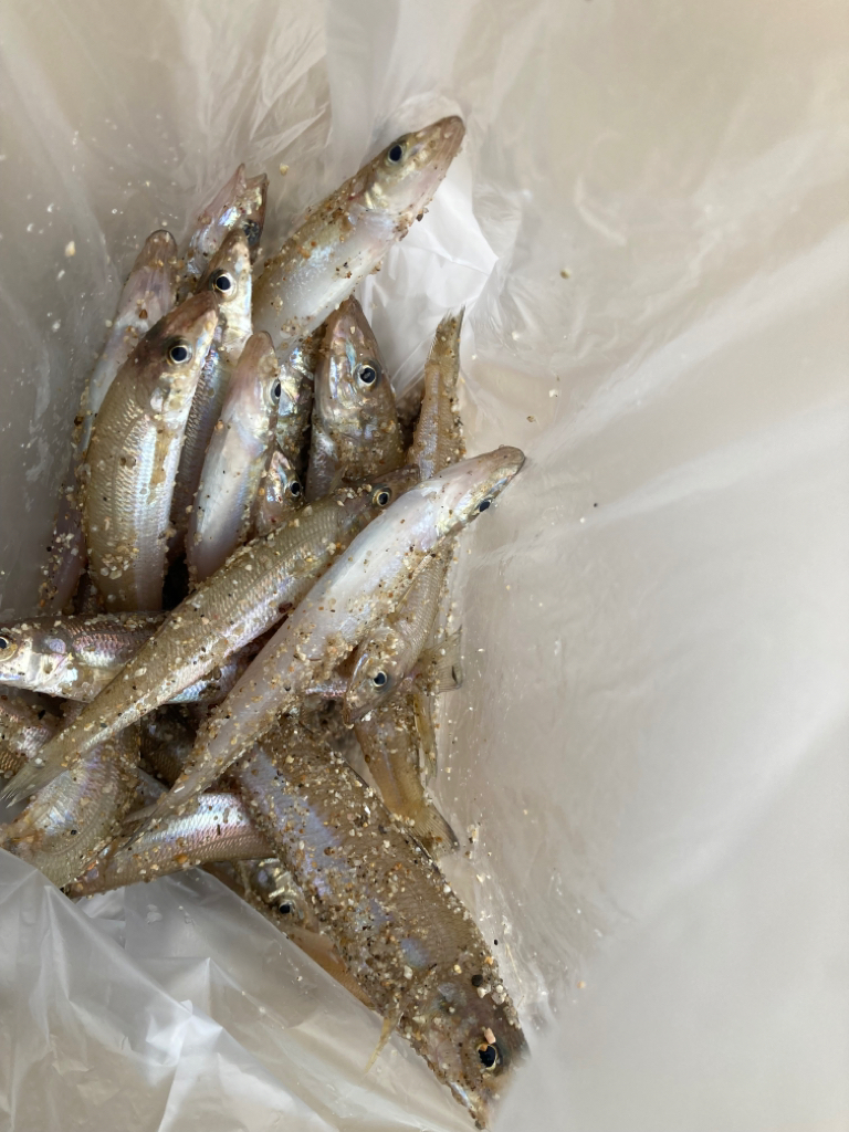 夜釣りアナゴからキスリベンジ