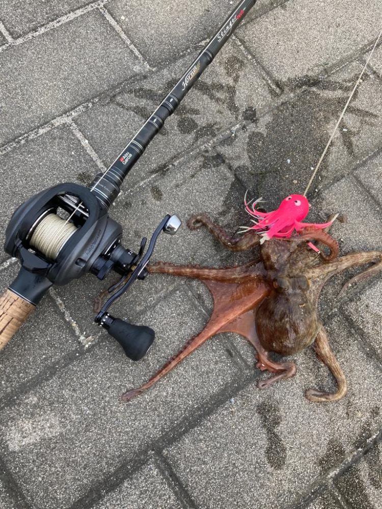 湾奥蛸専出るも。激渋。。3杯。。。