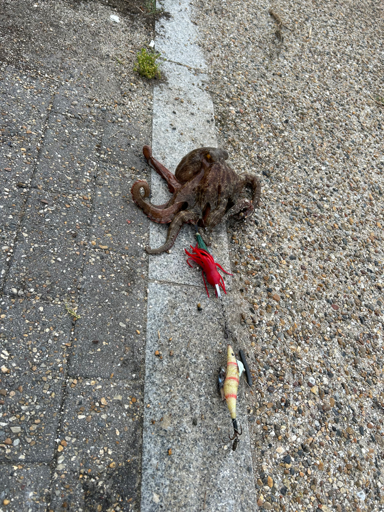 シーバス釣れないっ❗️