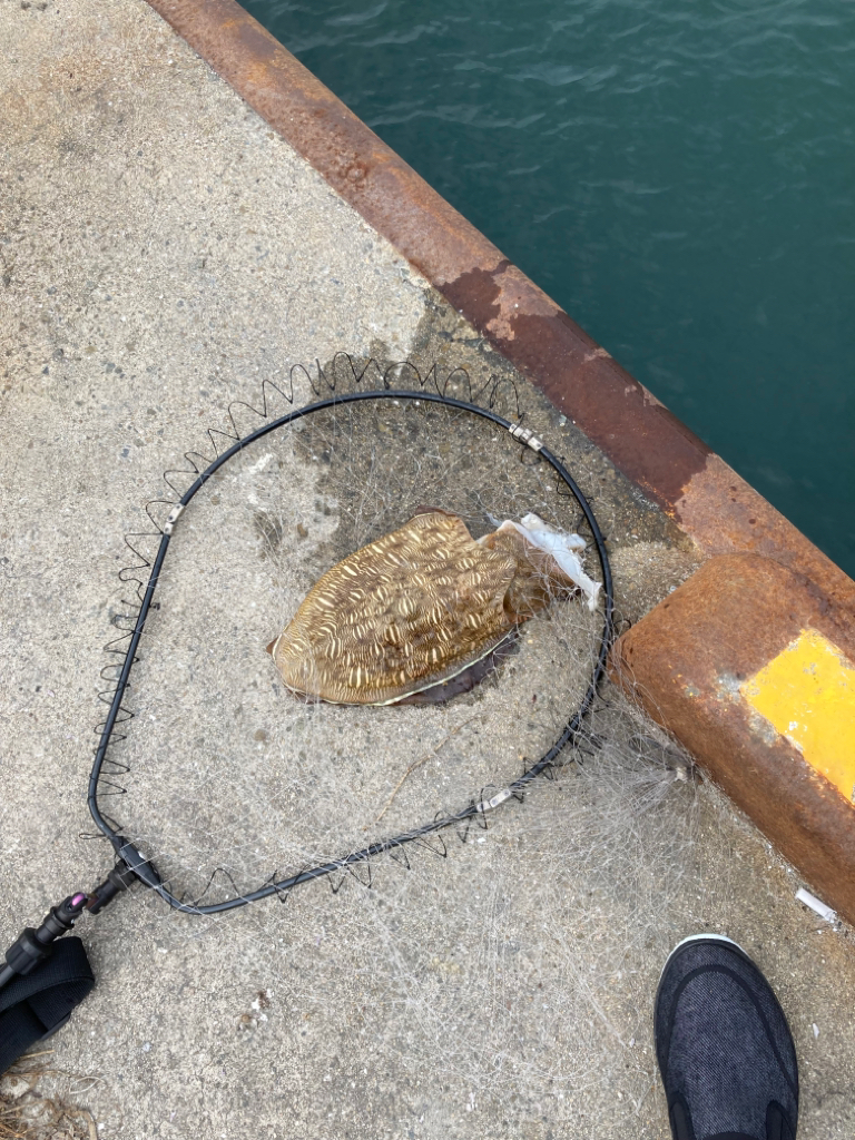 一昨日釣れた興奮今一度！