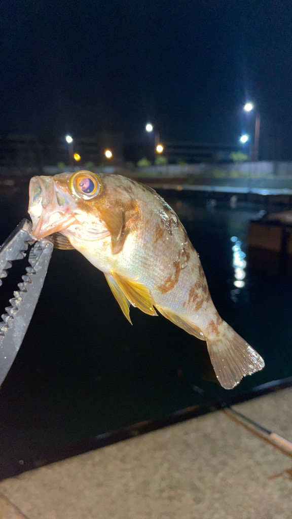久しぶりのウキ釣り