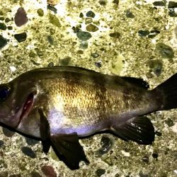 フロートメバリング