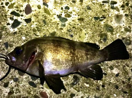 フロートメバリング