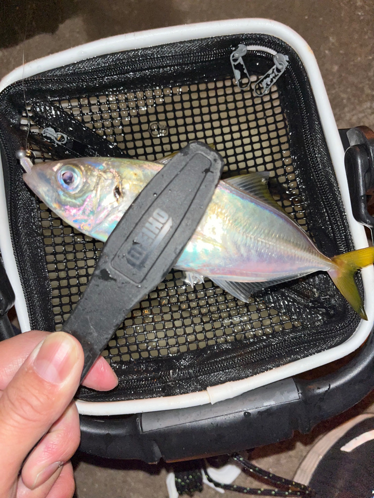 久々のアジング