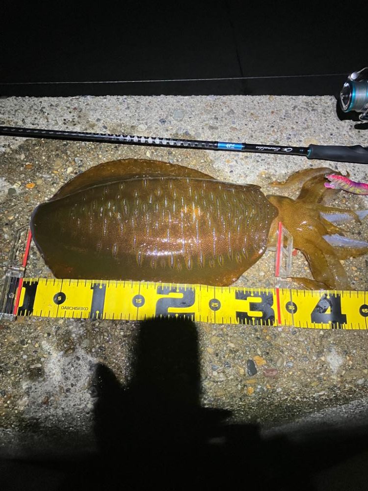 やっと今季2杯目のアオリイカ!(^^)