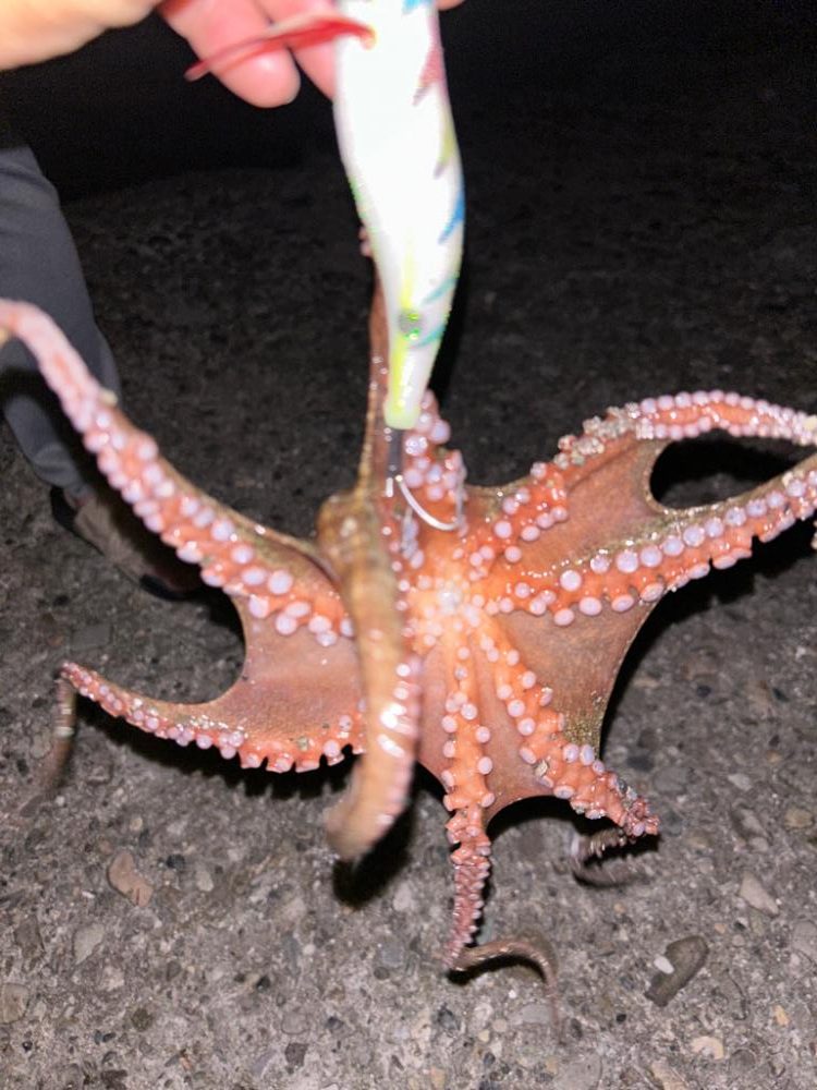 オクトパッシング