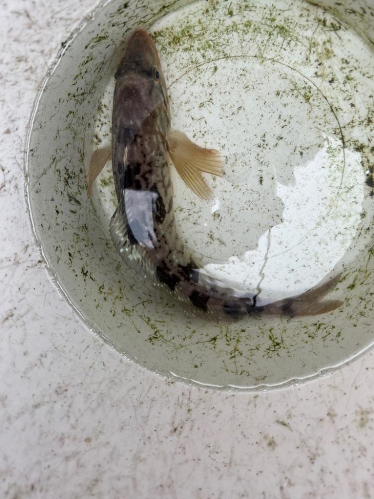 函館沖、SLJ根魚五目