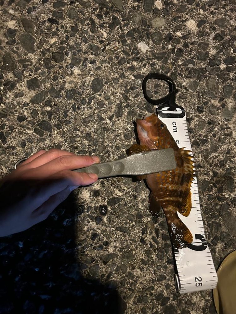 音海ライトゲーム