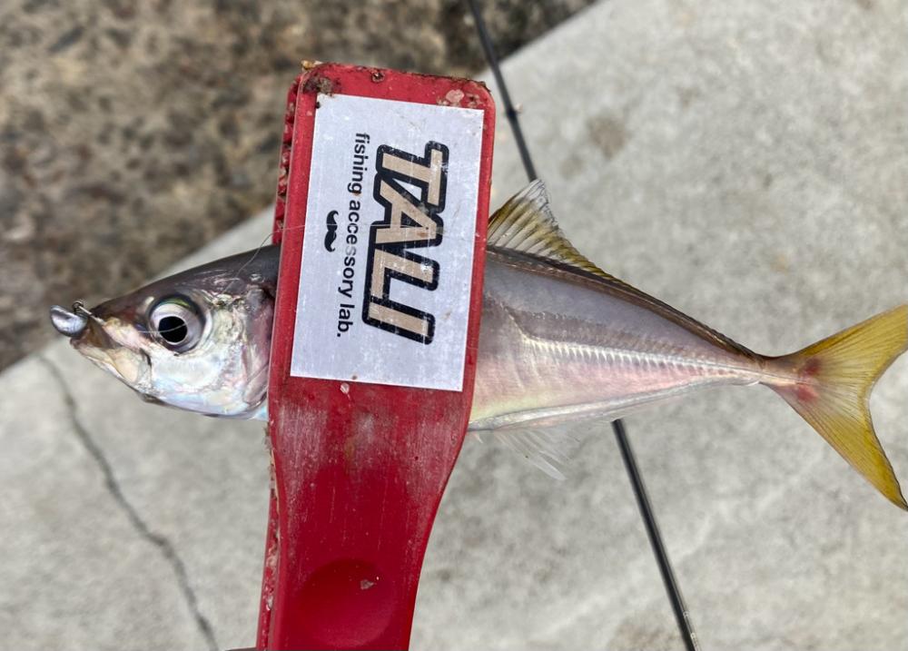 ちょこっと夕まずめフィッシング