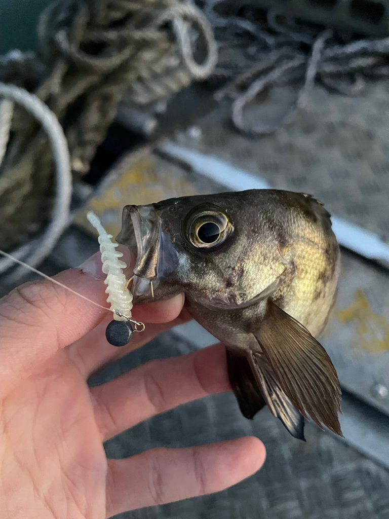 日本海ライトゲーム