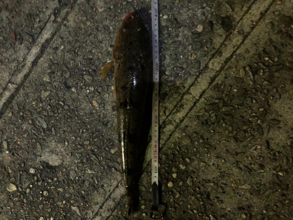 シーバス釣り