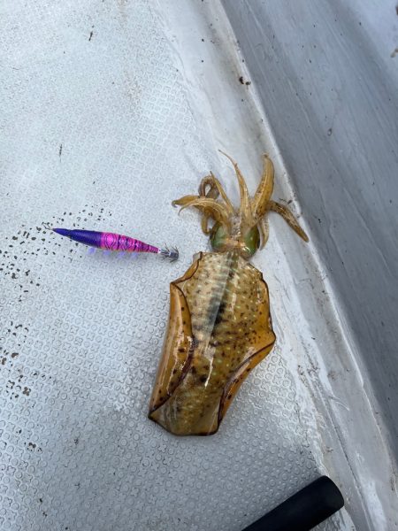 ボートエギング