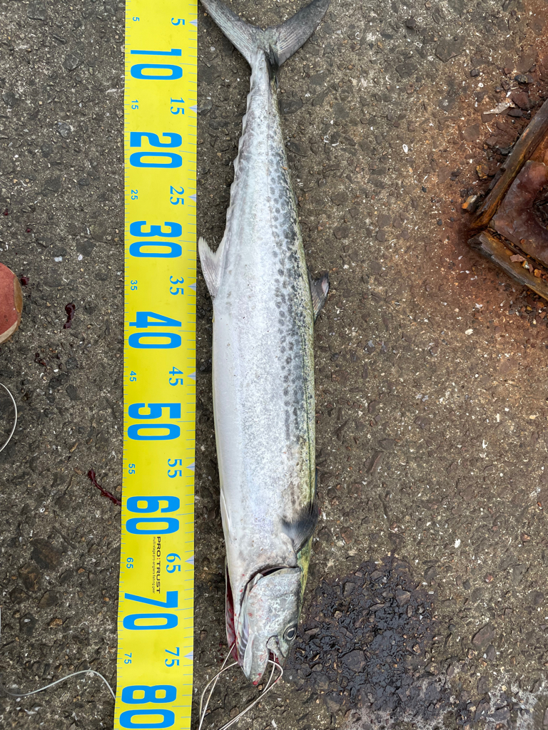 久しぶりの青物