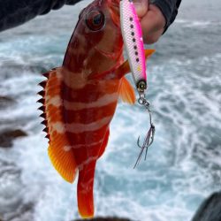 ジャックアイマキマキ新色が大活躍