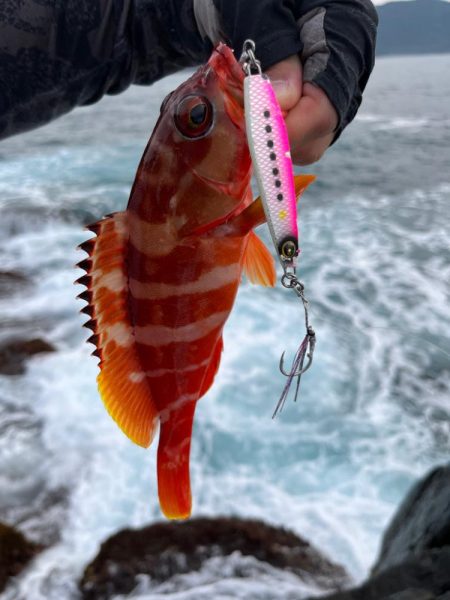 ジャックアイマキマキ新色が大活躍