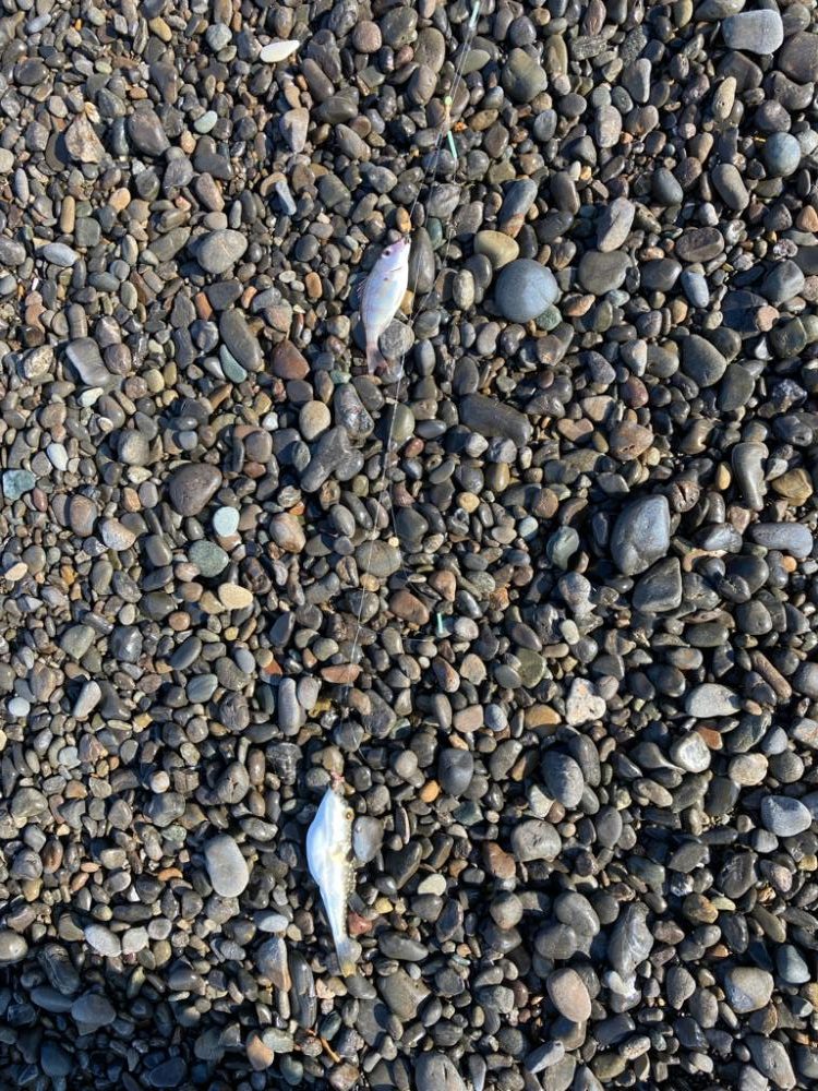 みなべ海岸　ちょい投げ