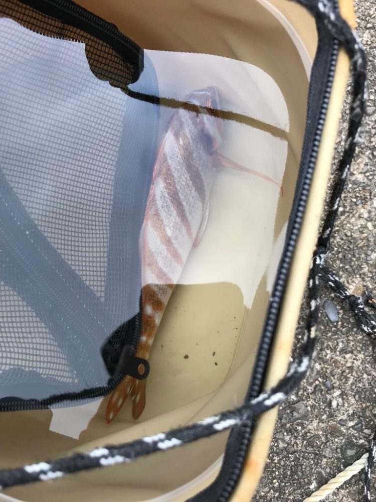 タカノハダイの日