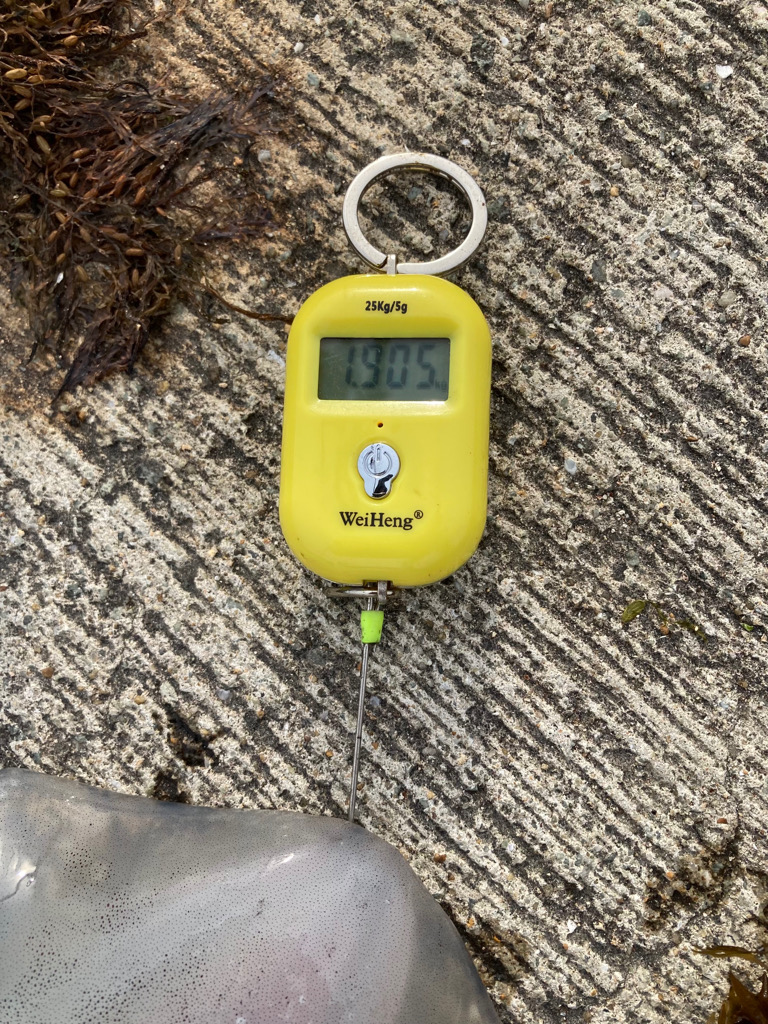 アオリイカ 1.9kg