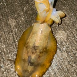 ムラムラチェリーでアオリイカ