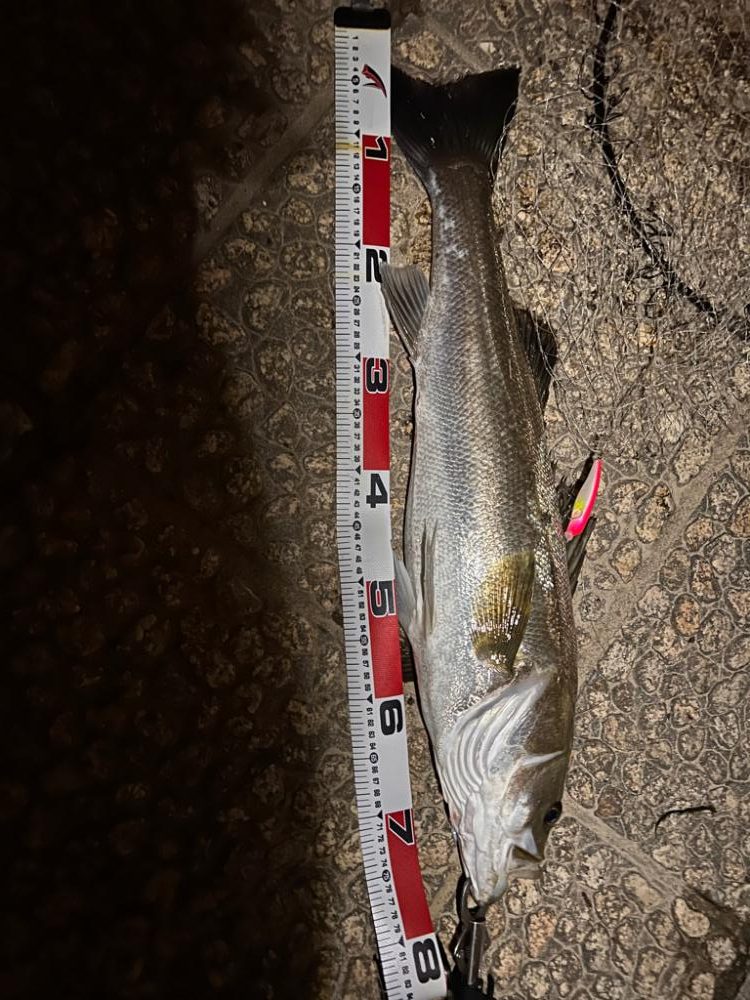 ほぼランカー捕獲！