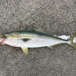 大出遅れも、今季初ブリ