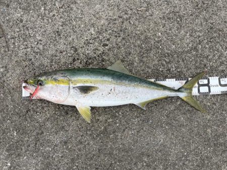 大出遅れも、今季初ブリ