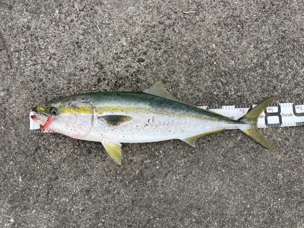 大出遅れも、今季初ブリ