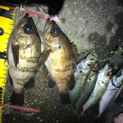 メバル&アジの一夜干し