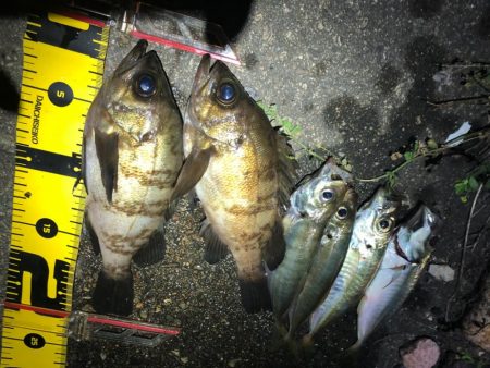 メバル&アジの一夜干し