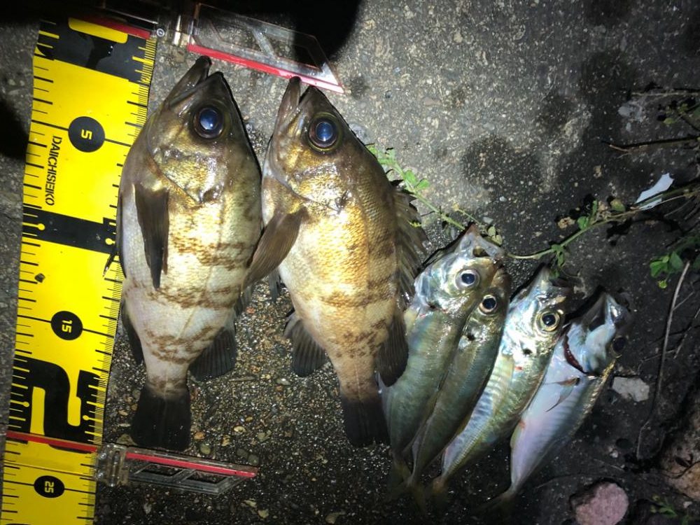 メバル&アジの一夜干し