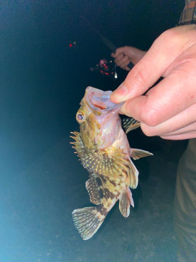 アジング&なんでも釣り