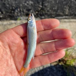 小ハスからのニゴイング